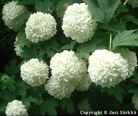 Viburnum opulus'Pohjan Neito'